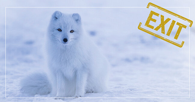 Polarfuchs im Schnee