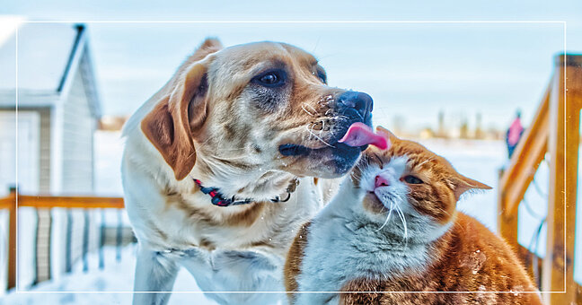 Hund und Katze