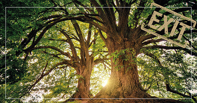 Alter Baum im Wald