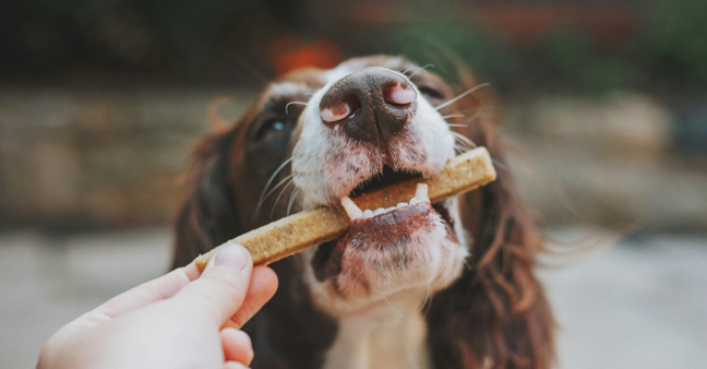 Hund mit Leckerli im Maul